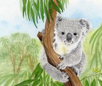 Koala