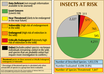 Insects at Risk of Extinction