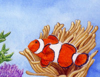 Common Clownfish