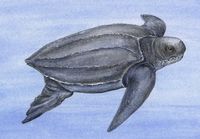 Leatherback Sea Turtle