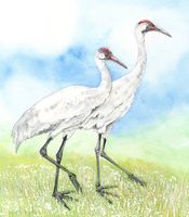 Whooping Crane