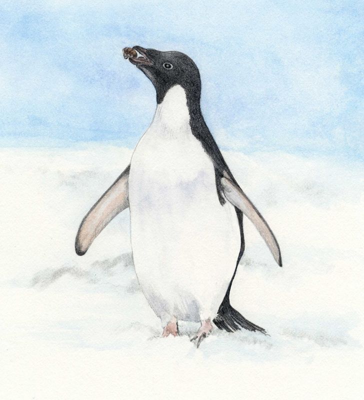 Adelie Penguin - Animals Affected by Climate Change