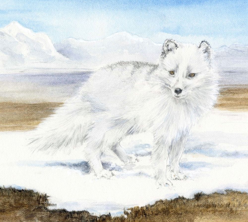 Arctic Fox Animals At Risk From Climate Change