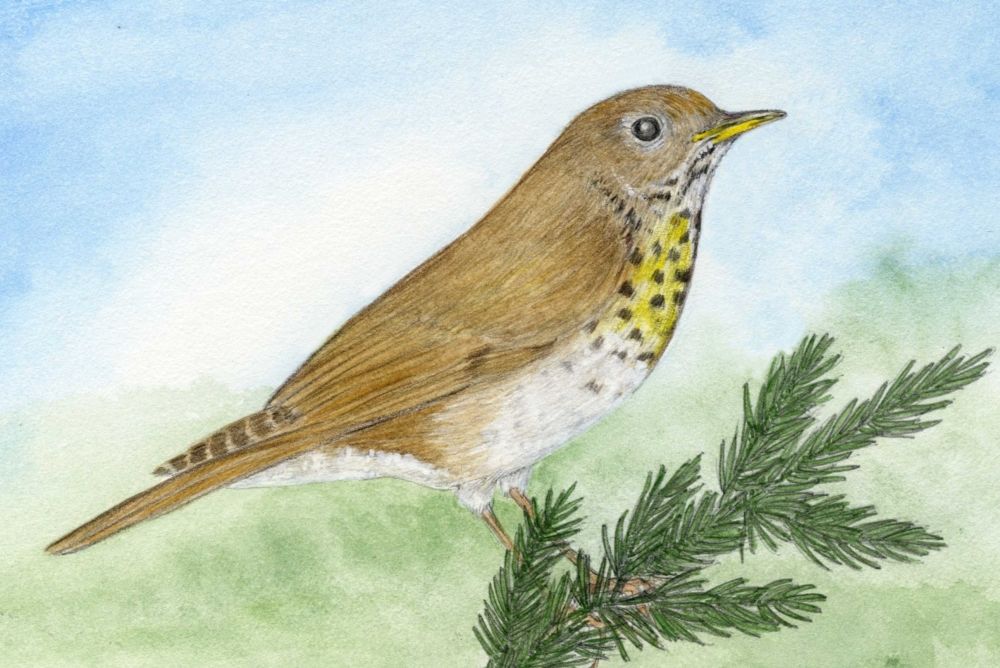 Bicknells Thrush