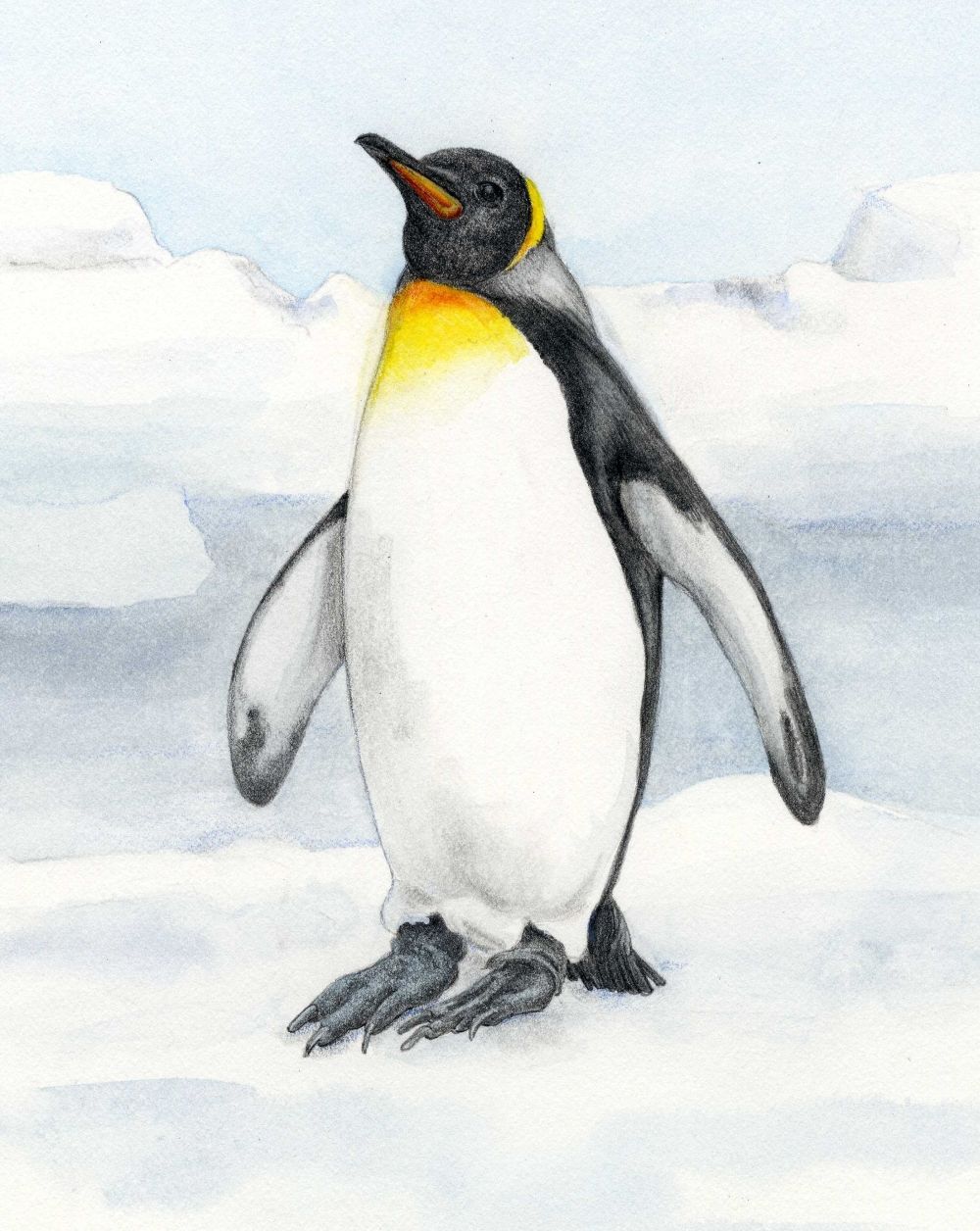 Emperor Penguin - Animals Affected by Climate Change