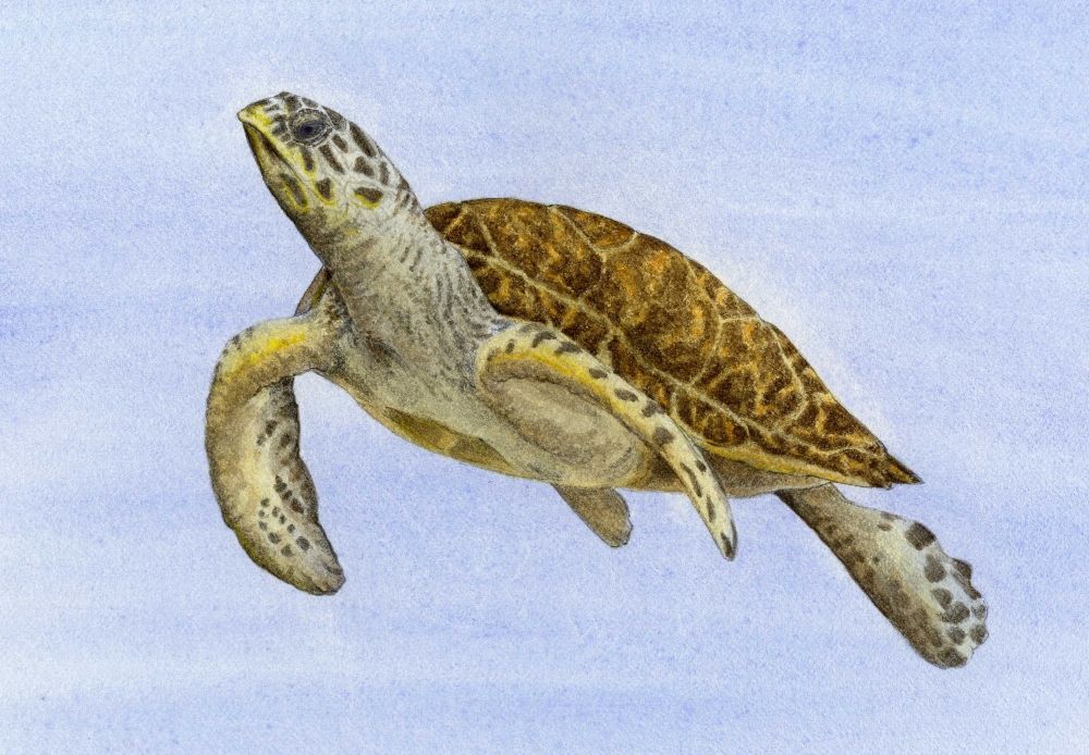 Hawksbill Sea Turtle