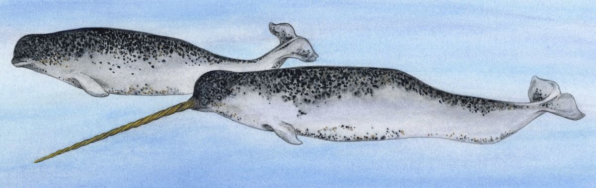 Narwhal - Animals Affected by Climate Change
