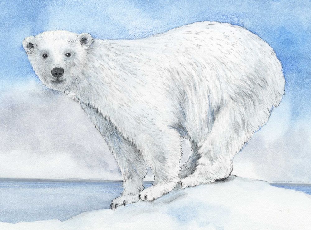 Polar Bear