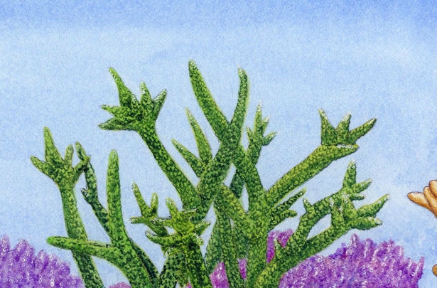 Staghorn Coral - Animals Affected by Climate Change