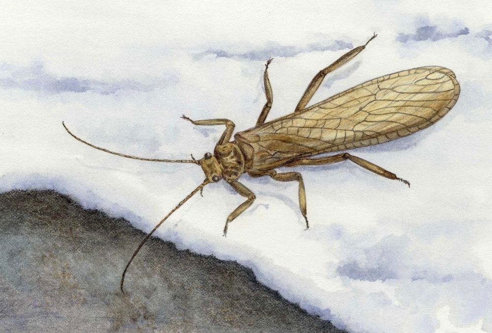 Western Glacier Stonefly