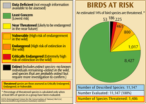 Birds at Risk of Extinction